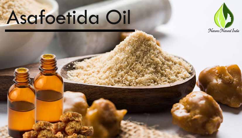 Asafoetida essential oil (hing) in Bulk