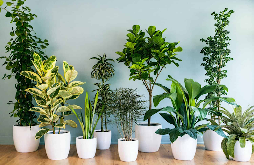 Purchasing Online Plants
